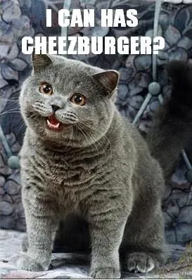 I can has cheezburger